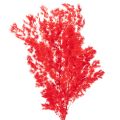 Floristik24 Torkad sparrisknippe för blomsterarrangemang 65 cm 80 g