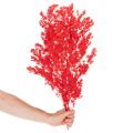 Torkad sparrisknippe för blomsterarrangemang 65 cm 80 g | Floristik24.se