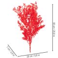 Torkad sparrisknippe för blomsterarrangemang 65 cm 80 g | Floristik24.se