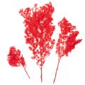 Torkad sparrisknippe för blomsterarrangemang 65 cm 80 g | Floristik24.se
