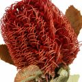 Floristik24 Banksia Baxteri Exotic Banksia Torkade Blommor Röda 10st