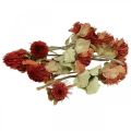 Floristik24 Banksia Baxteri Exotic Banksia Torkade Blommor Röda 10st