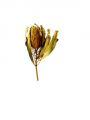 Floristik24 Banksia Hookerana gul 7st