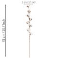 Konstgjord bomullskvist med 8 riktiga blommor, 78 cm | Floristik24.se