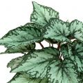 Floristik24 Konstgjord begoniabuske konstgjord växt grön 34cm