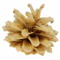 Floristik24 Fjällkottar Pinus mugo kräm 2-5cm 1kg
