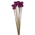 Floristik24 Wild Daisy torkade blommor dekoration violett H36cm 20st