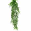 Floristik24 Mühlenbeckia hängare grön 95cm