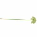 Floristik24 Allium konstgjord vit 55cm