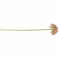 Floristik24 Allium konstrosa 55cm