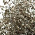 Floristik24 Torr blomstrande vildblomsgren tvättad vit 60cm 100g