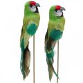 Floristik24 Blompluggsfågel, deco papegojagrön 23×4,5×5,5cm 6st