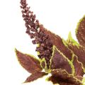Konstgjord coleus med röda blad, konstgjord växt, 20 cm | Floristik24.se