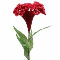 Floristik24 Celosia cristata kukskum röd 72cm
