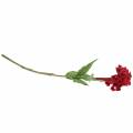 Floristik24 Celosia cristata kukskum röd 72cm