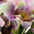 Konstgjord julrosbukett med lila blommor, 35 cm, 6 st | Floristik24.se