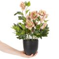 Konstgjord Helleborus krukväxt, julros, för heminredning, 50 cm | Floristik24.se