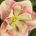 Konstgjord Helleborus krukväxt, julros, för heminredning, 50 cm | Floristik24.se
