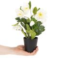 Konstgjord julros, krukblomma, bordsdekoration, 34 cm | Floristik24.se