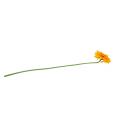 Floristik24 Chrysanthemum Nalle 63 cm guldgul