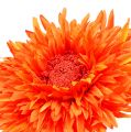 Floristik24 Chrysanthemum nalle 63 cm orange