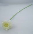 Floristik24 Chrysanthemum nalle 63 cm vit