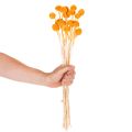 Craspedia torkad blombukett 55 cm 20 st | Floristik24.se