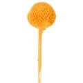 Craspedia torkad blombukett 55 cm 20 st | Floristik24.se