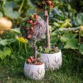 Dekorativ mossa – riktig mossa och lav för blomsterarrangemang 250 g | Floristik24.se