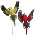 Floristik24 Blompluggsfågel, deco papegoja röd gul 28×19cm 2st