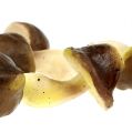 Floristik24 Dekorativa svampar i nätet 5-8cm diverse. brun 8st