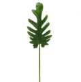 Floristik24 Dekorativa ark Philodendron Green W11cm L34cm 6st