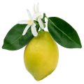 Floristik24 Dekorativ frukt, citroner med blad gula 9,5cm 4st
