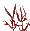Floristik24 Dekorativ grenröd med glimmer 69 cm 2st