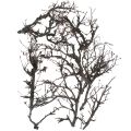 Floristik24 Deco grenar bonsai trä Deco grenar 15-30cm 650g