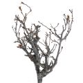 Floristik24 Deco grenar bonsai trä Deco grenar 15-30cm 650g