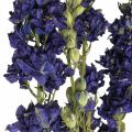 Floristik24 Torkad delphinium, torr floristry, delphinium blå L64cm 25g