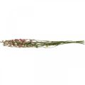 Floristik24 Torkad blomma delphinium, Delphinium rosa, torr blommor L64cm 25g