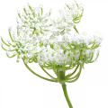 Floristik24 Dillblomning, konstgjord växt, konstgjorda örter grön, vit L80cm