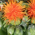 Konstgjord orange safflor som konstgjord blomma för vaser och dekoration, 55 cm, 4 stycken | Floristik24.se