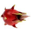 Floristik24 Dragon frukt 15cm röd 1 st