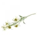 Floristik24 Edelweiss konstgjord blomma vit flockad 38cm