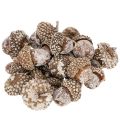 Floristik24 Ekollon, naturprodukt för dekoration, vitkalkade, 1-3 cm, 300 g