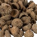 Naturliga ekollonhattar, dekorativa skålar för höst och advent, 2 cm, 300 g | Floristik24.se