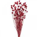 Floristik24 Torkade blommor Röd Torrtistel Jordgubbstistelfärgad 100g