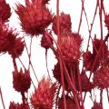 Floristik24 Torkade blommor Röd Torrtistel Jordgubbstistelfärgad 100g