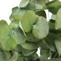 Floristik24 Eucalyptus Konserverade Grenar Blad Rund Grön 150g
