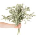 Konstgjord eukalyptusgren, dekorativ gren för vaser och buketter, 49 cm, 4 stycken | Floristik24.se