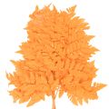 Torkade och konserverade ormbunksblad för blomster- och höstdekorationer, 42 cm, 10 stycken | Floristik24.se
