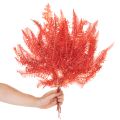 Ormbunkar, konserverade torkade blommor, höstdekoration, 60 cm, 10 stycken | Floristik24.se